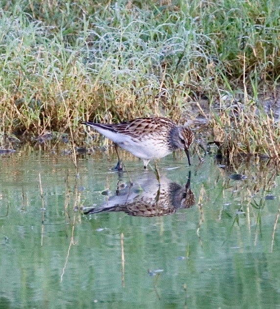 jespák tundrový - ML635333498