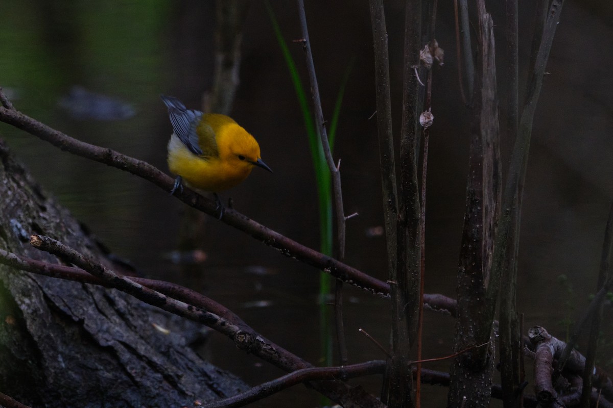 Prothonotary Warbler - ML635333504