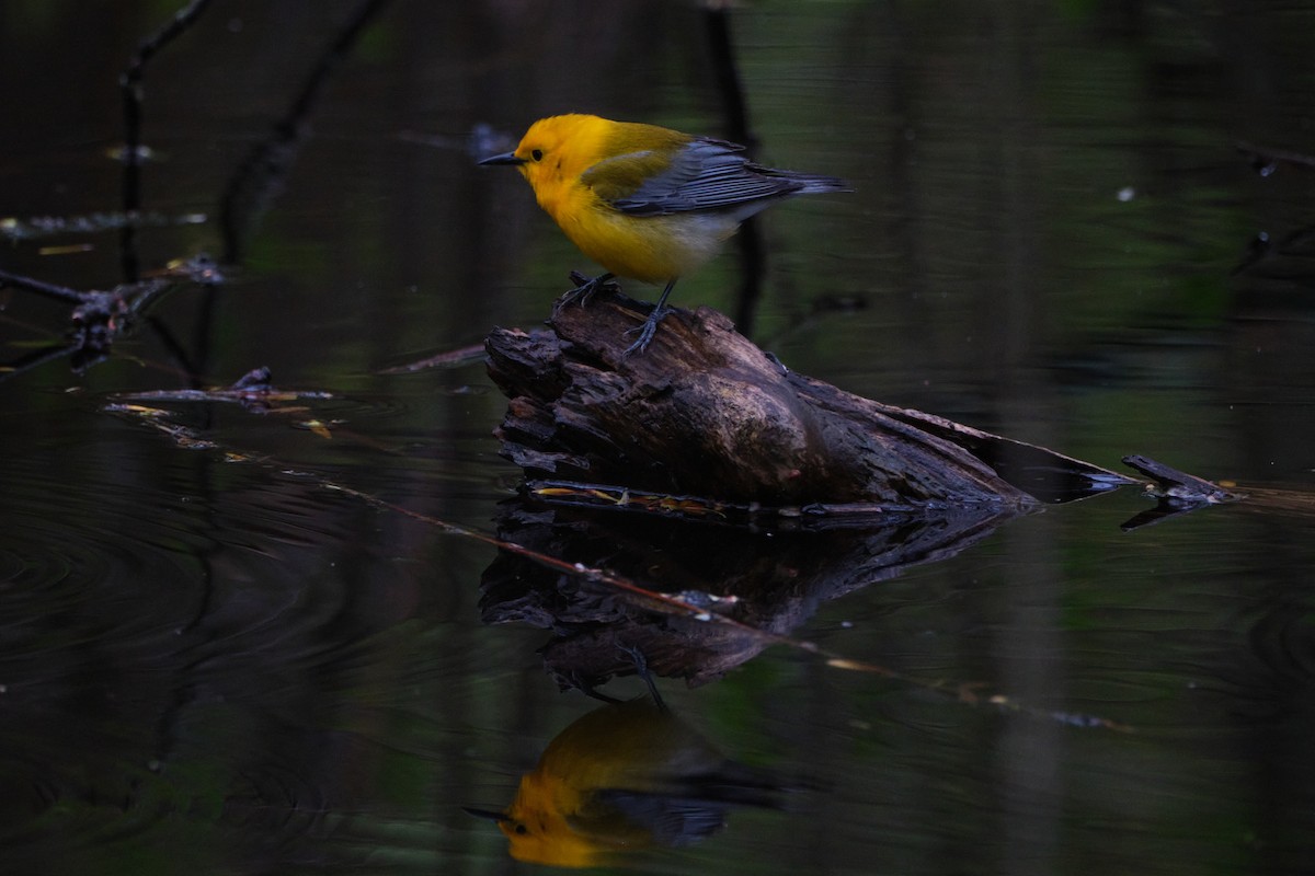 Prothonotary Warbler - ML635333505