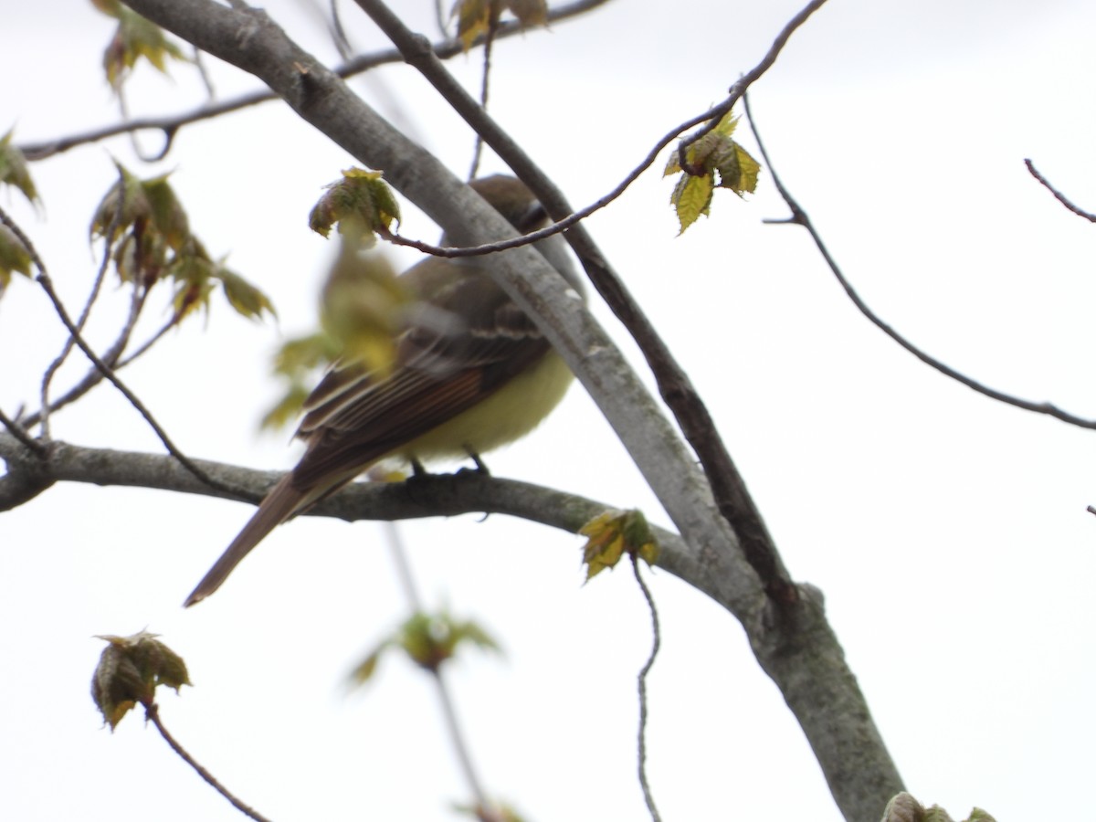 Great Crested Flycatcher - ML635333512