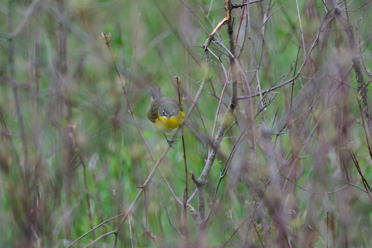Yellow-breasted Chat - ML635333517