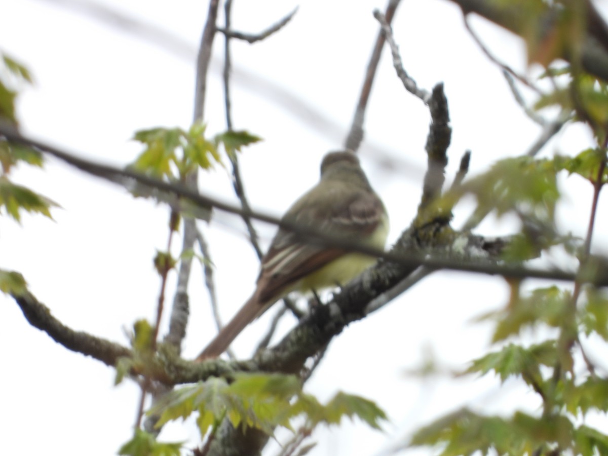 Great Crested Flycatcher - ML635333518