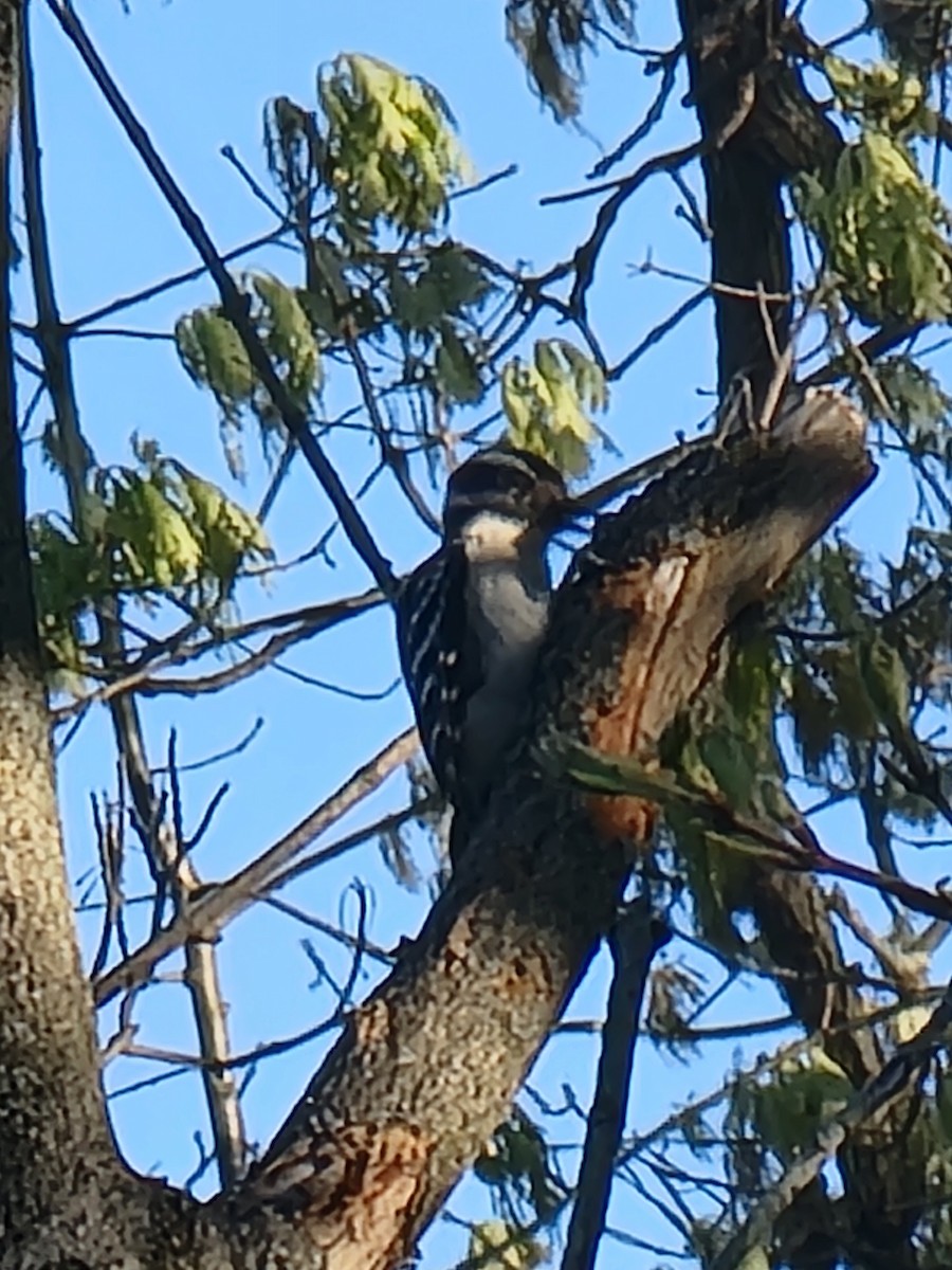 Hairy Woodpecker - ML635333531