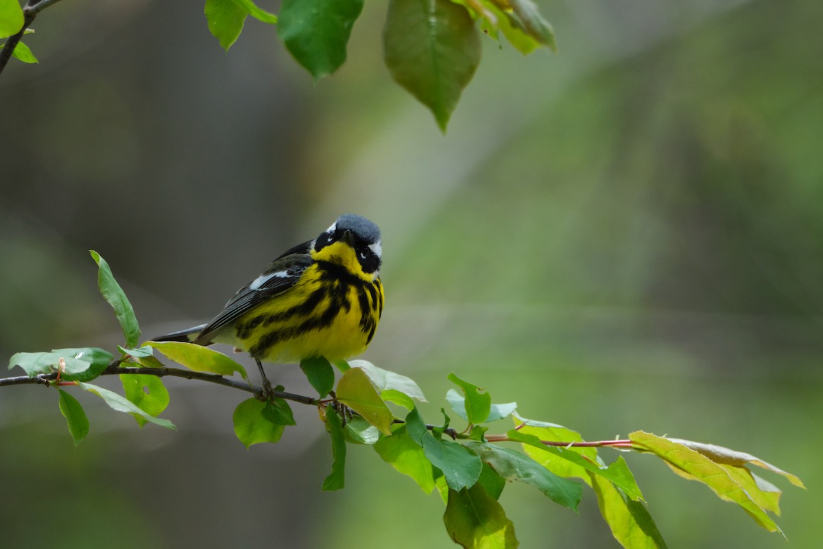 Magnolia Warbler - ML635333535