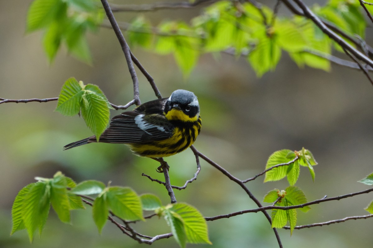 Magnolia Warbler - ML635333536