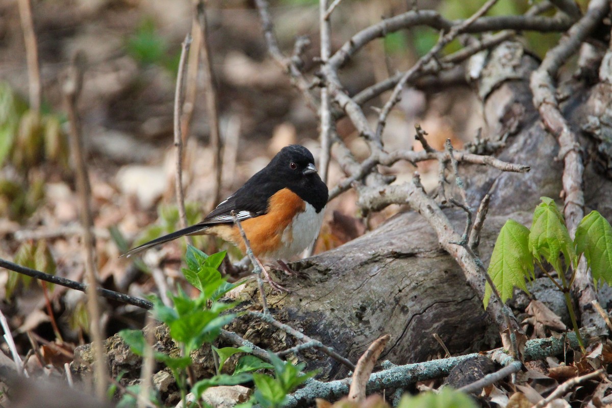 Eastern Towhee - ML635333538