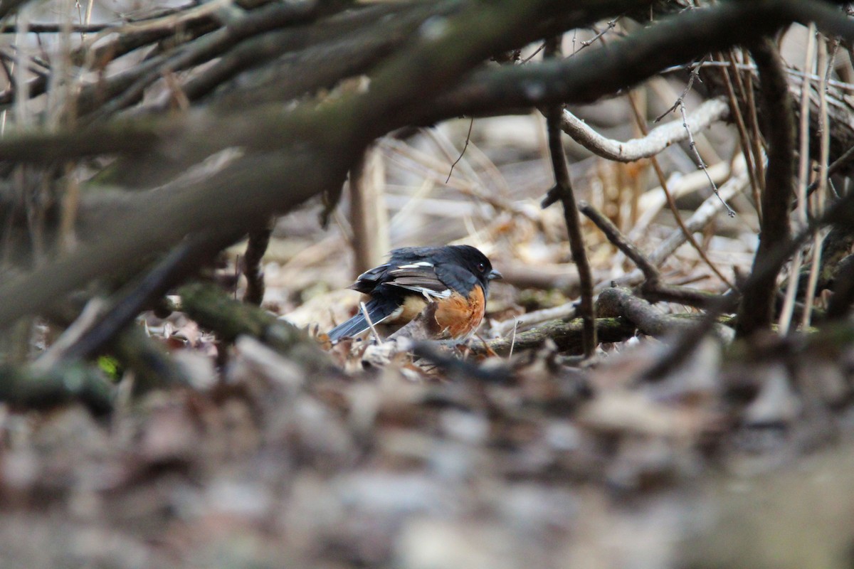 Eastern Towhee - ML635333539