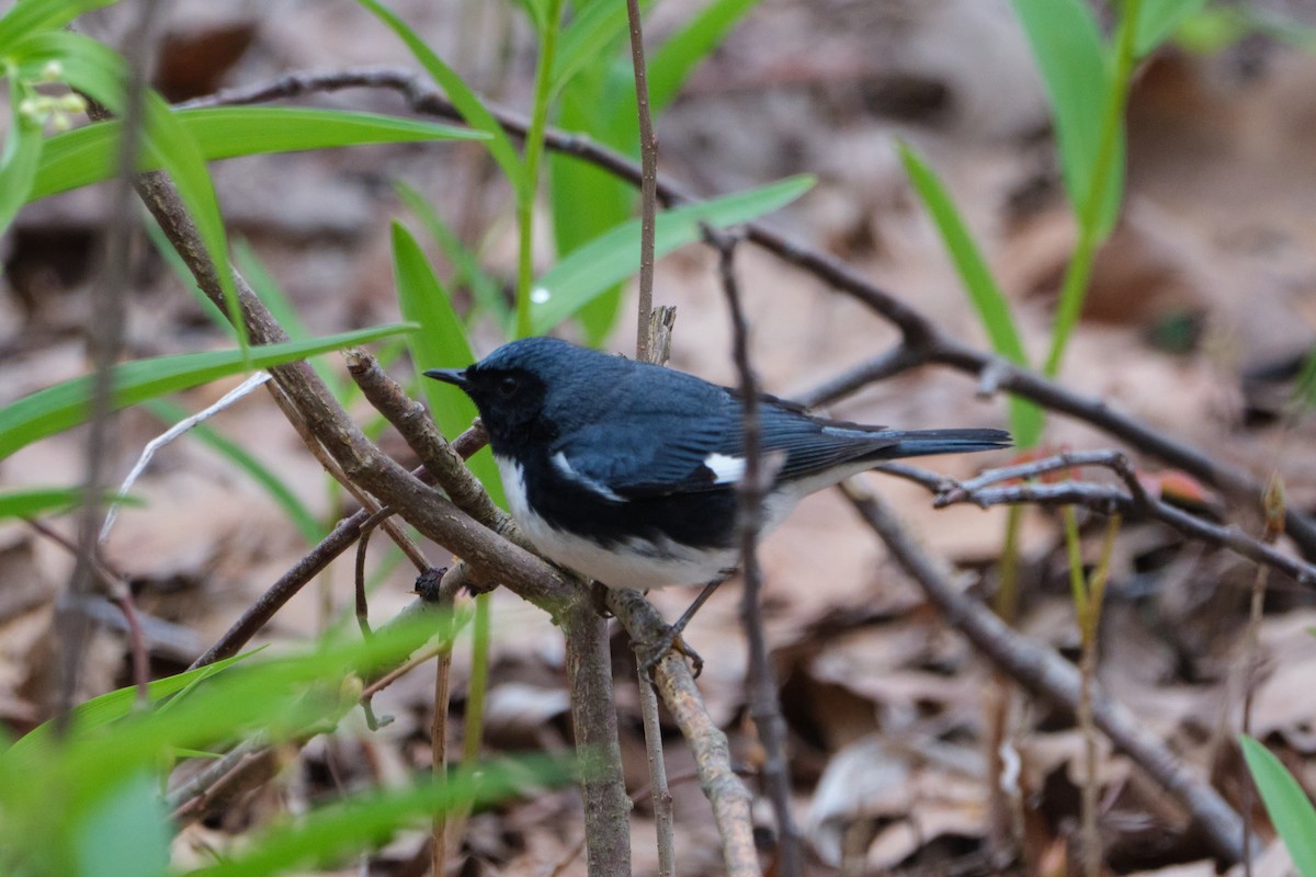 Black-throated Blue Warbler - ML635333543