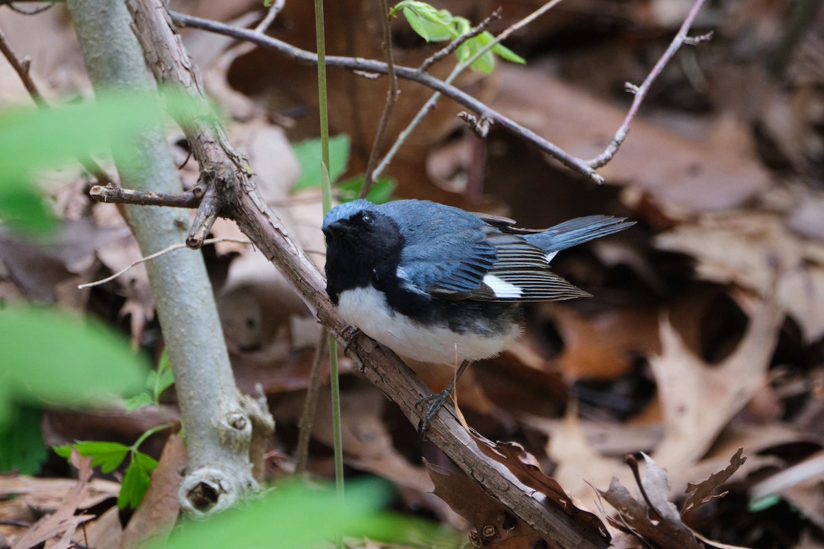 Black-throated Blue Warbler - ML635333556