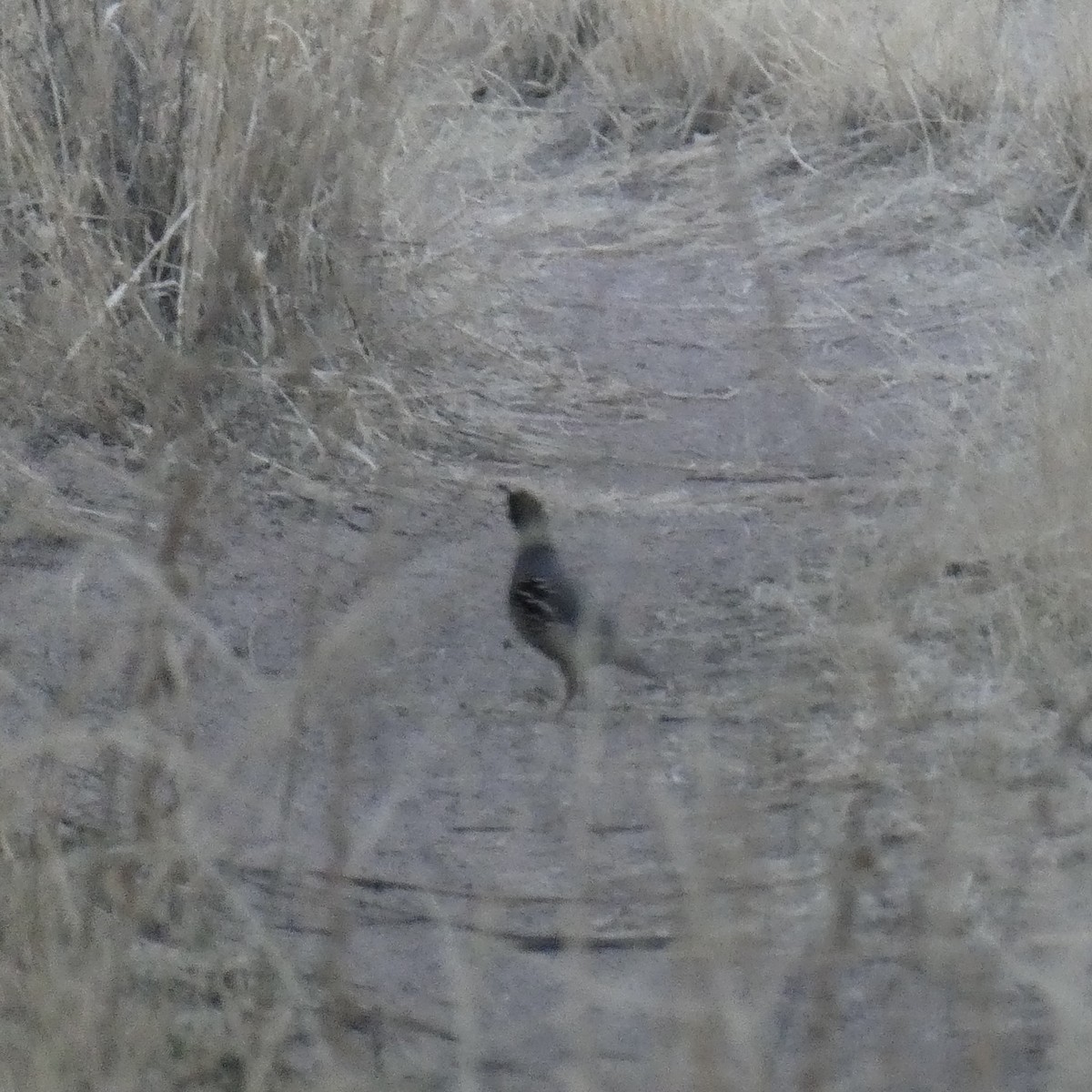 Gambel's Quail - ML635333558