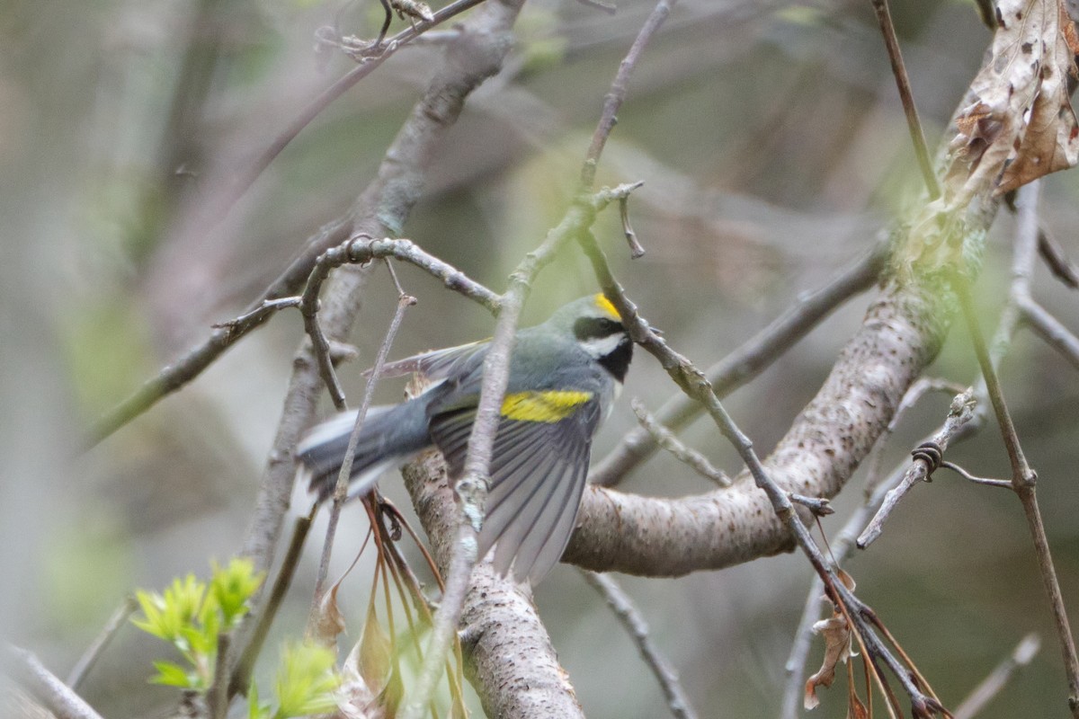 Golden-winged Warbler - ML635333564