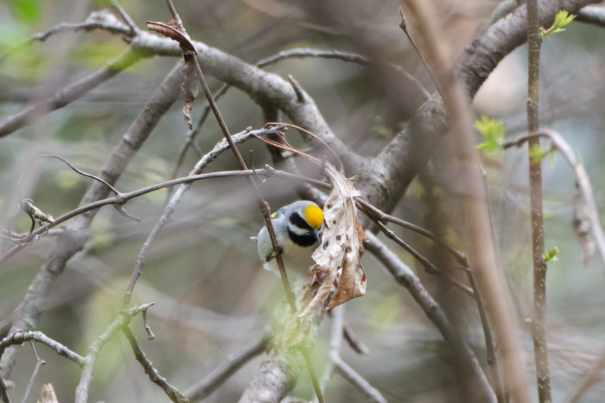 Golden-winged Warbler - ML635333565