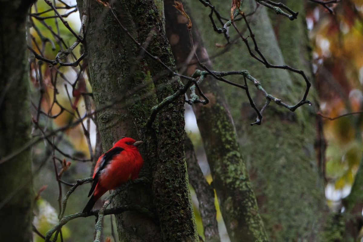 Scarlet Tanager - ML635333574