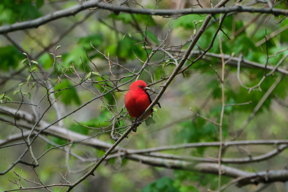 Scarlet Tanager - ML635333575