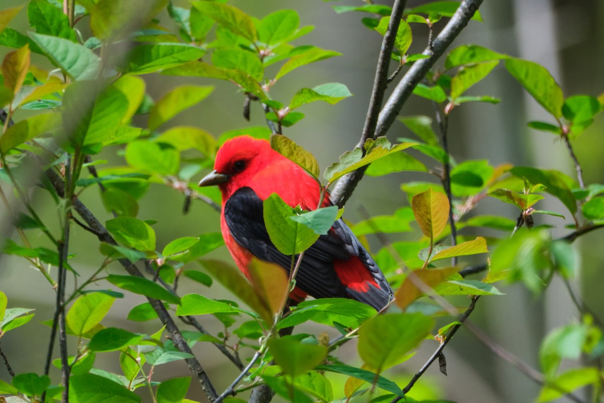 Scarlet Tanager - ML635333576