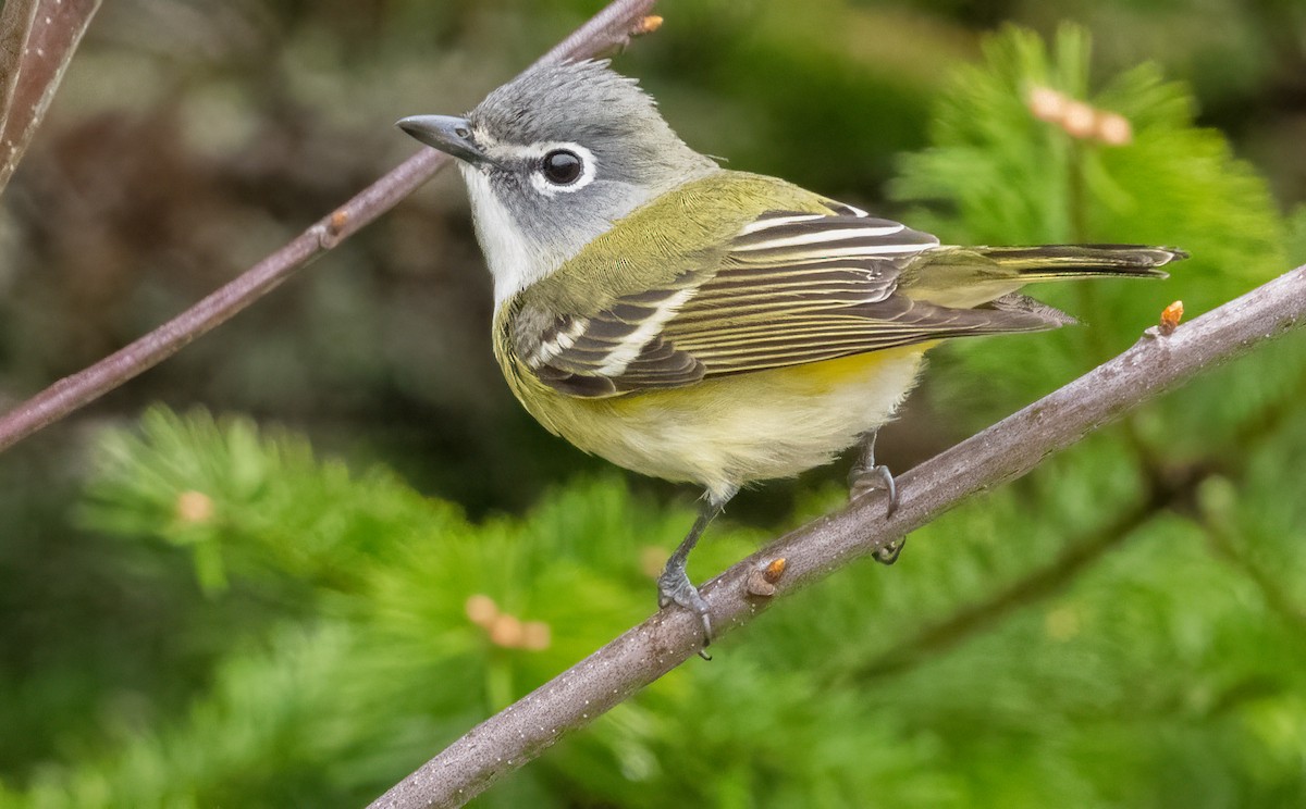 Blue-headed Vireo - ML635333587