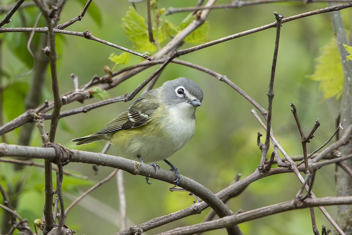 Blue-headed Vireo - ML635333645