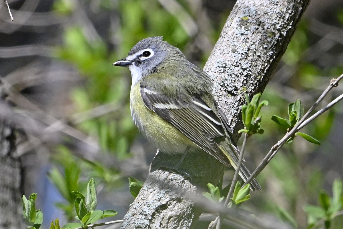 Blue-headed Vireo - ML635333693