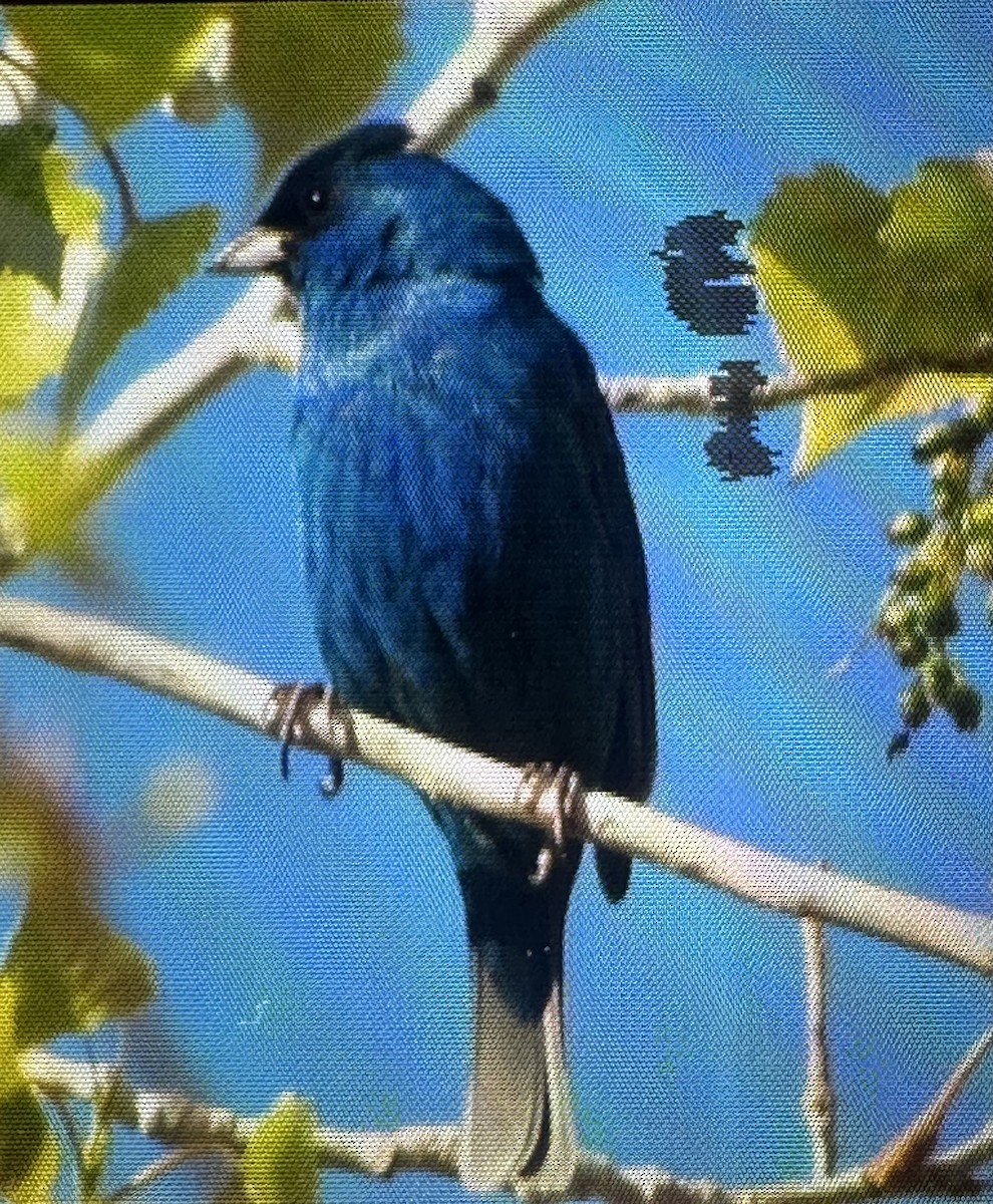 Indigo Bunting - ML635333745