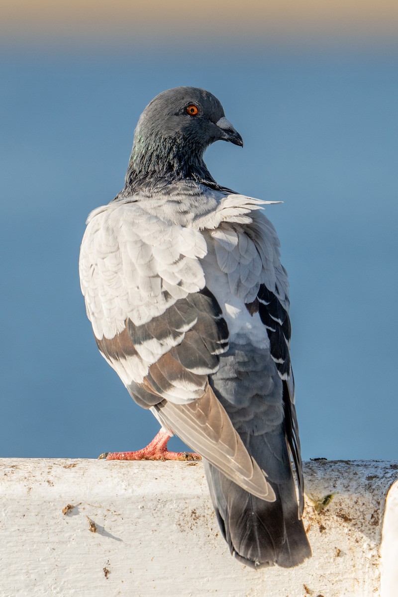 Rock Pigeon (Feral Pigeon) - ML635333879