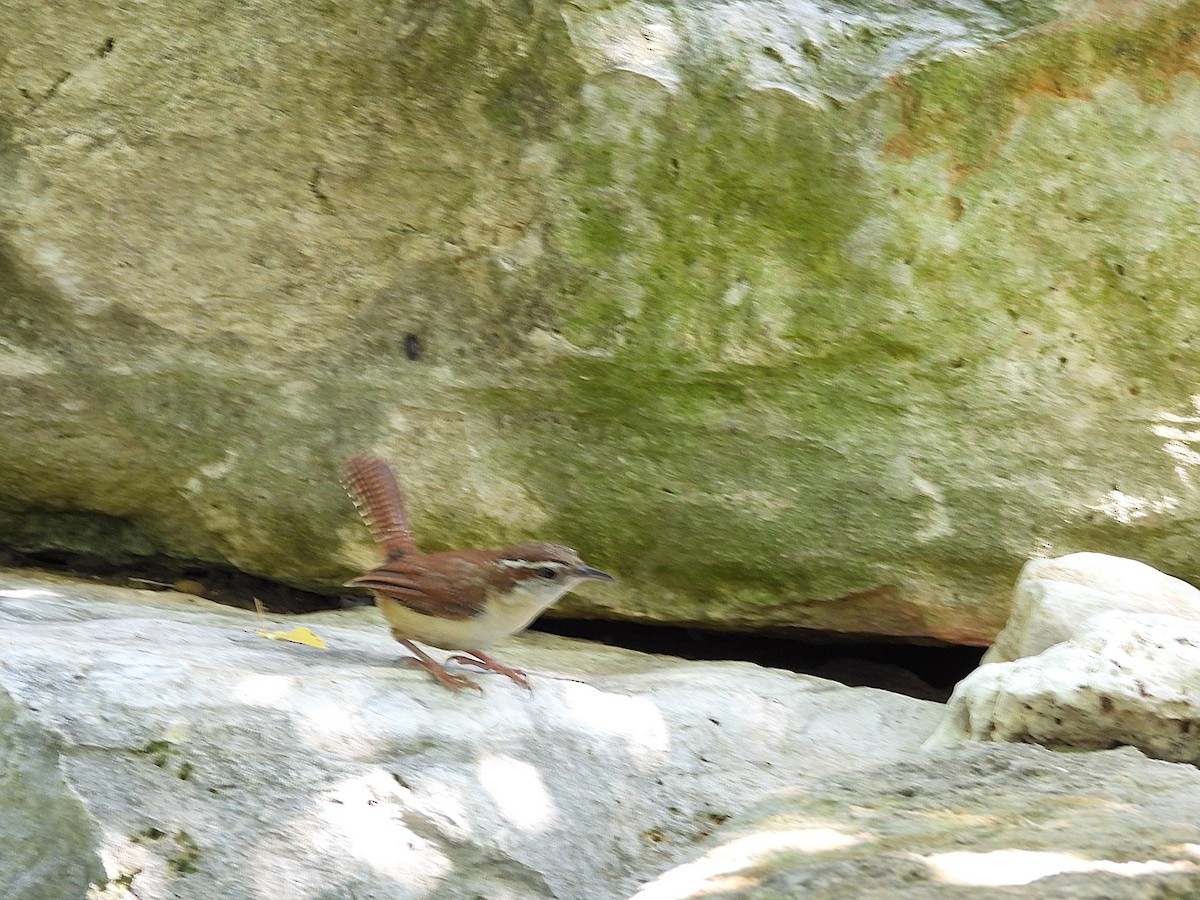 Carolina Wren - ML635333883