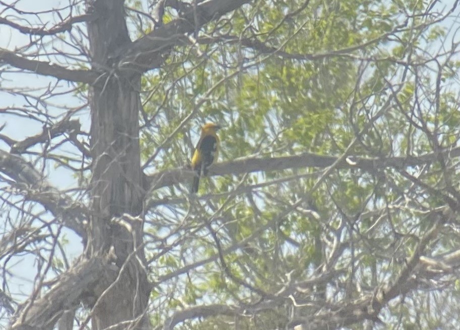 Yellow Grosbeak - ML635333924