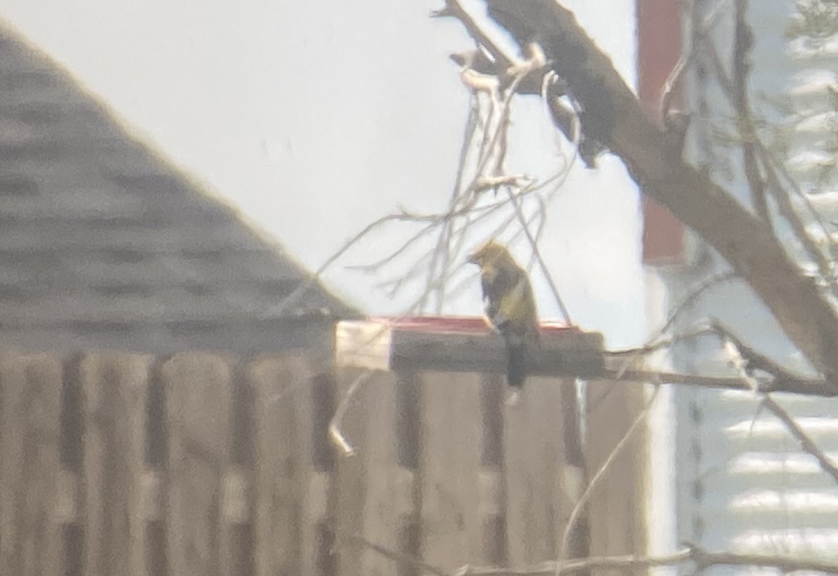 Yellow Grosbeak - ML635333925