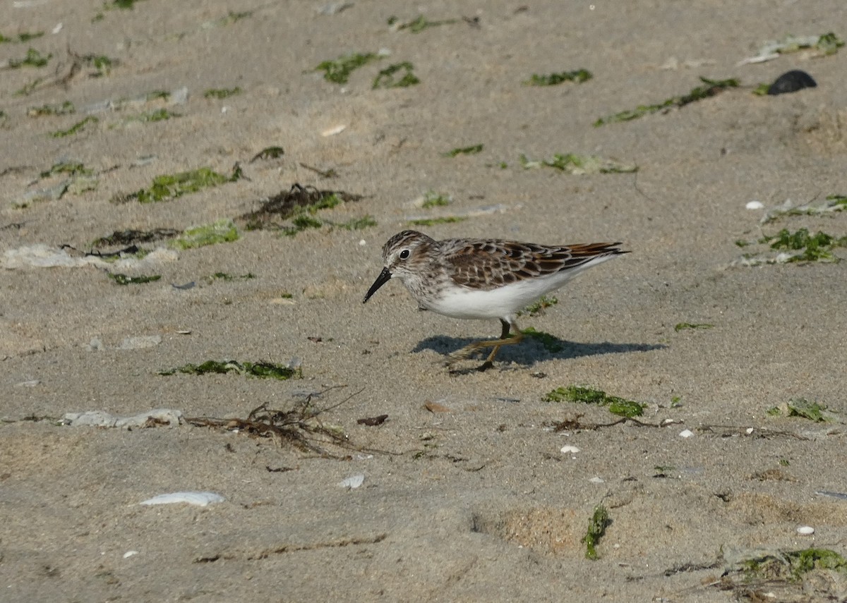 Least Sandpiper - ML635333952