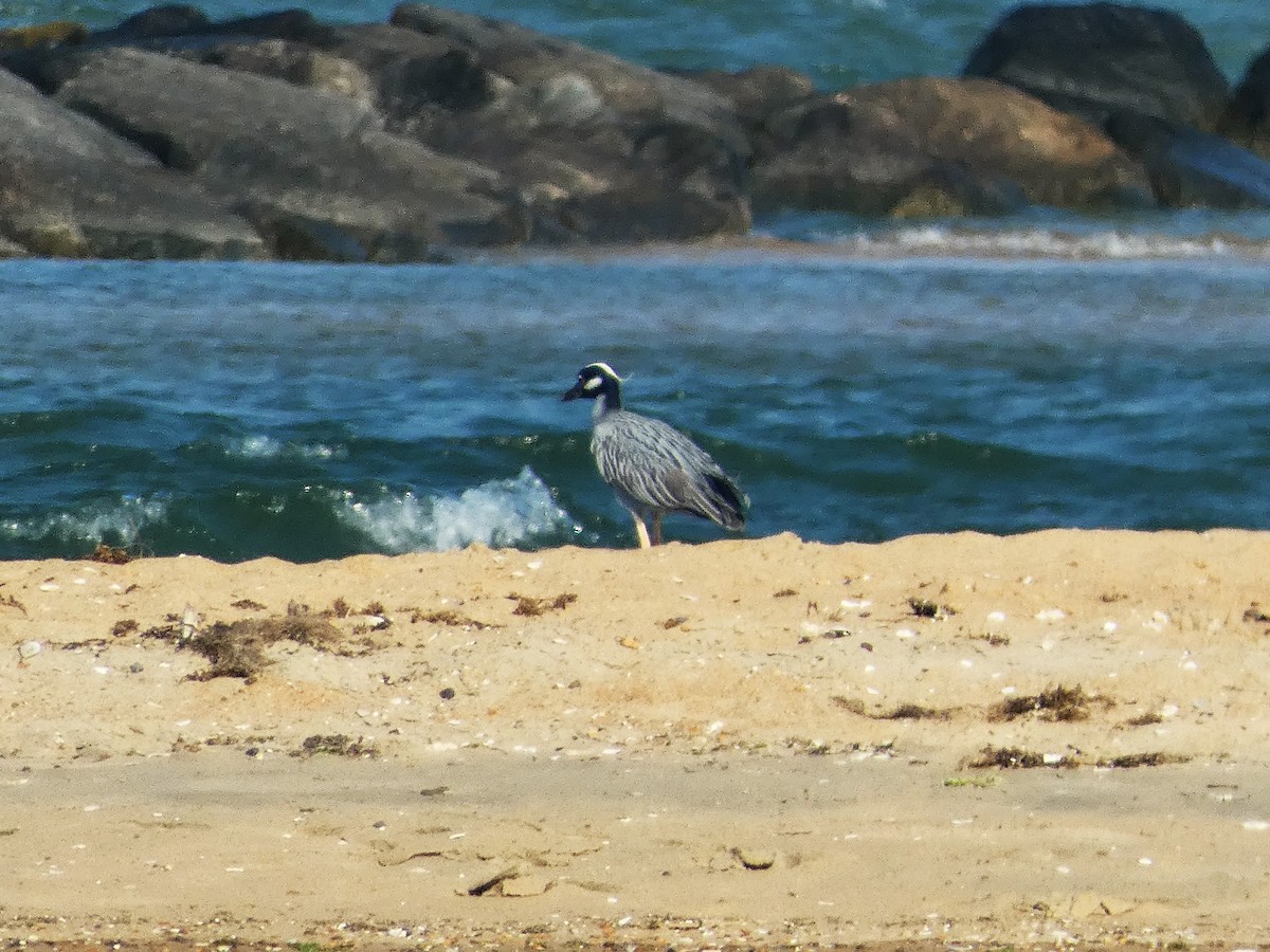 Yellow-crowned Night Heron - ML635334000