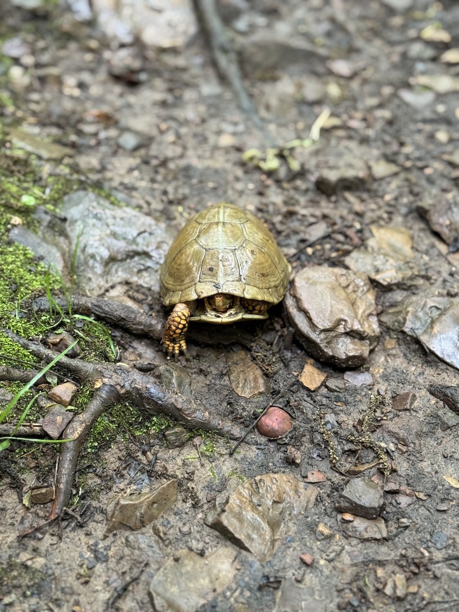 Animali - ML635334053