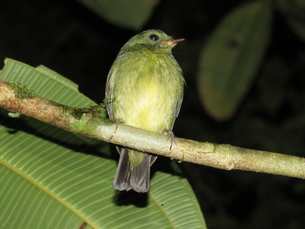 grønnmanakin - ML635334088