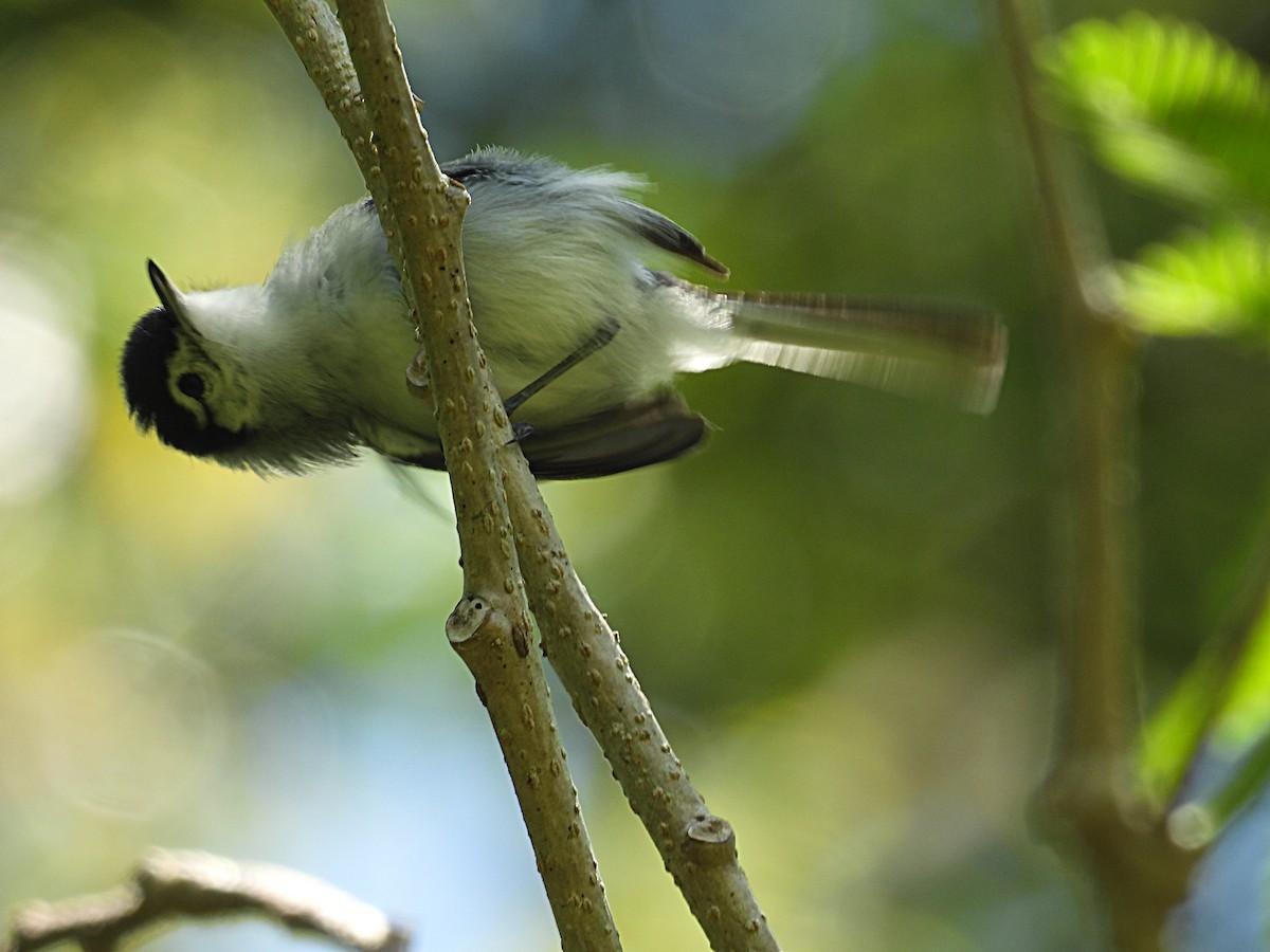 White-browed Gnatcatcher - ML635334098