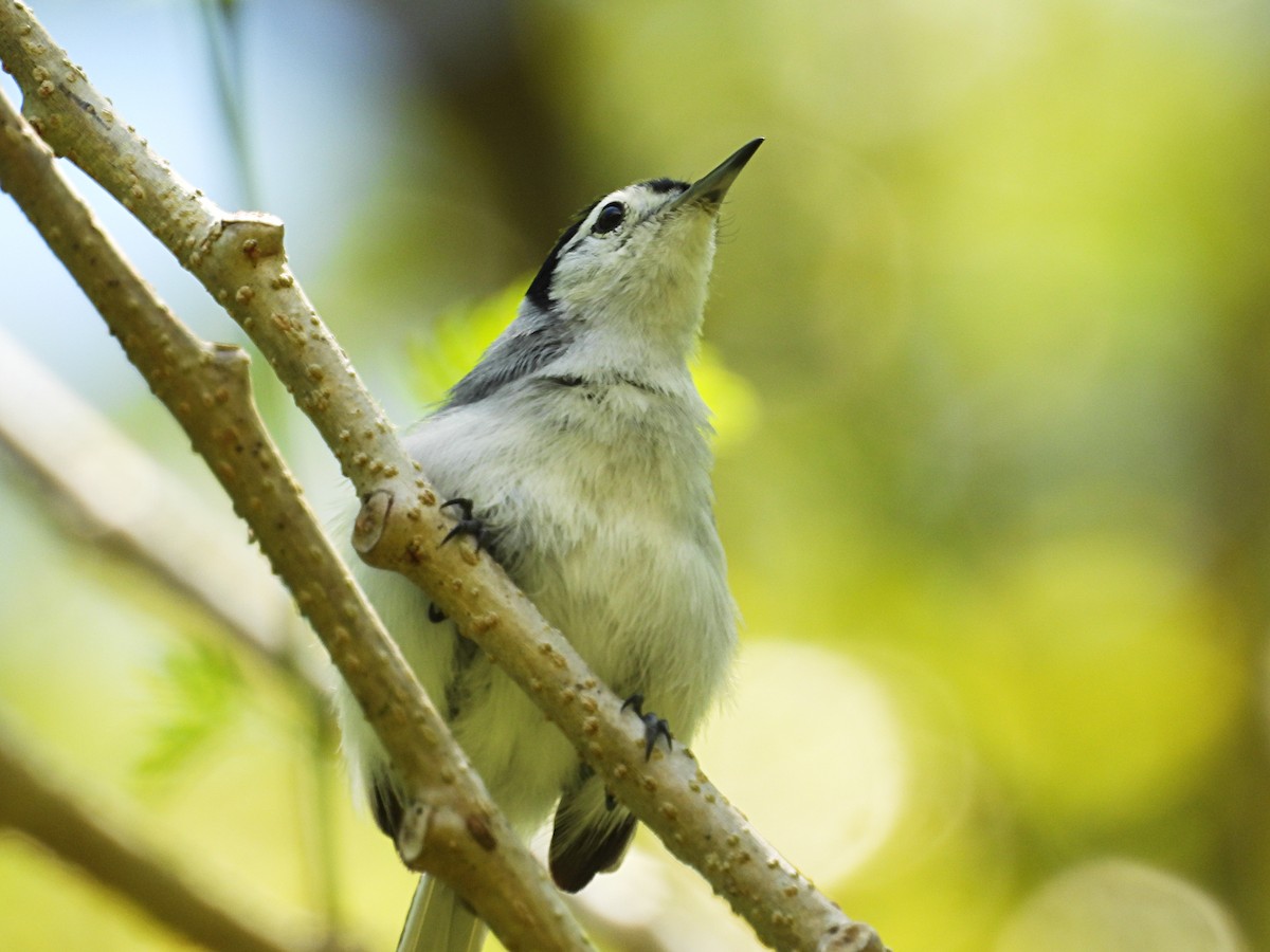 White-browed Gnatcatcher - ML635334100