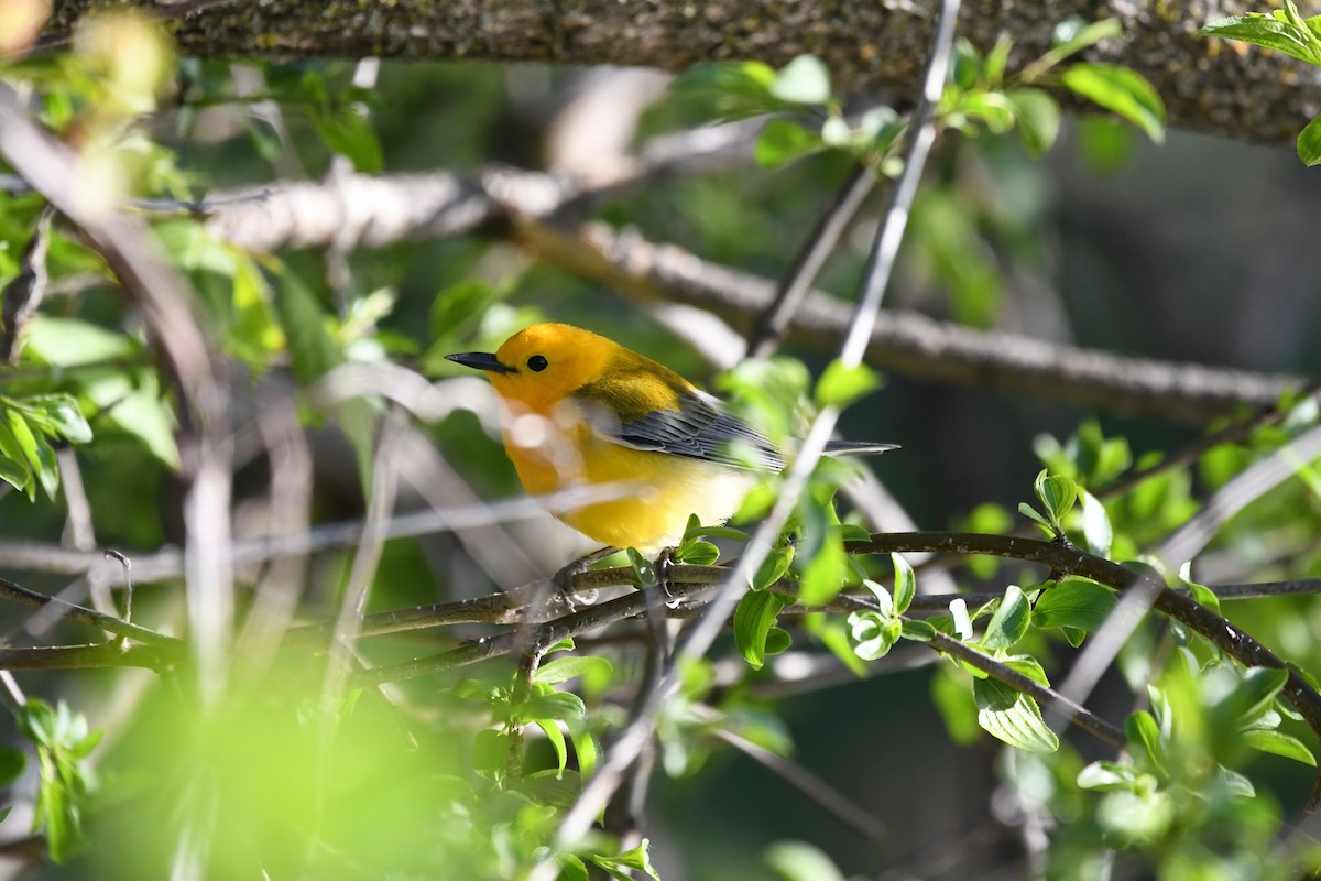 Prothonotary Warbler - ML635334122