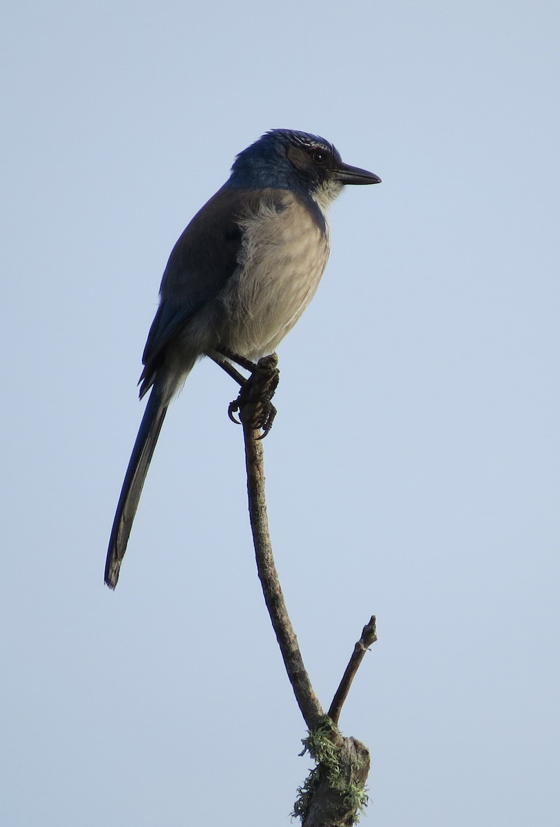 カリフォルニアカケス - ML635334134