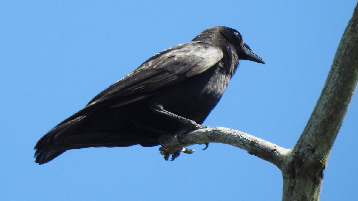 Fish Crow - ML635334199