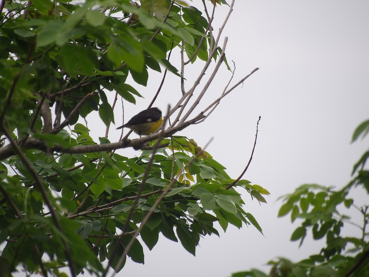 Bananaquit (Continental) - ML635334223