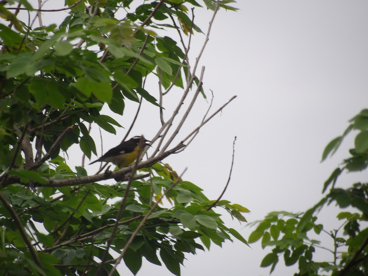 Bananaquit (Continental) - ML635334225