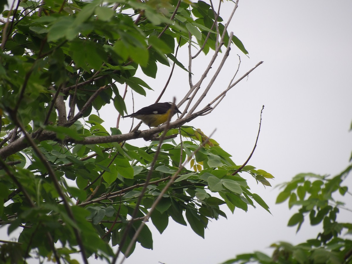 Bananaquit (Continental) - ML635334227