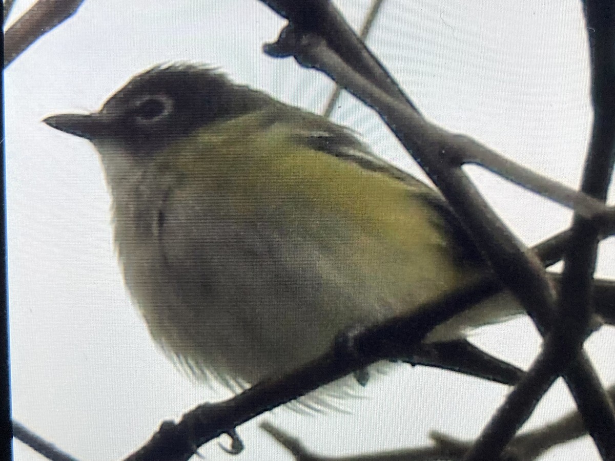 Blue-headed Vireo - ML635334228