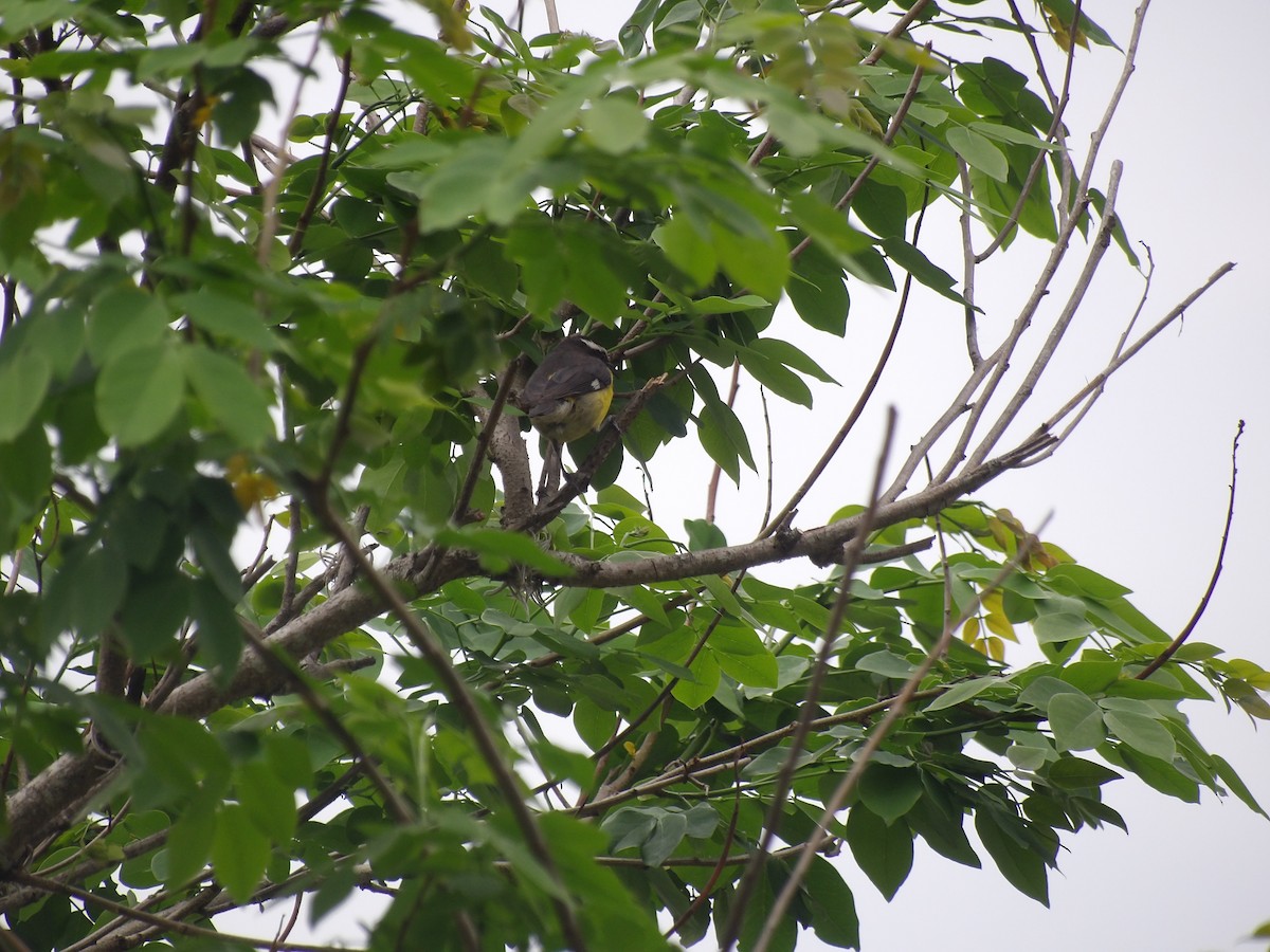 Bananaquit (Continental) - ML635334229