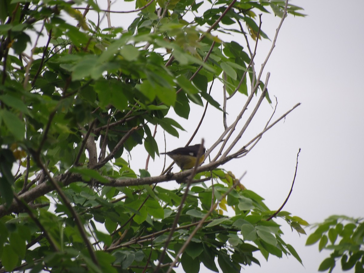 Bananaquit (Continental) - ML635334230