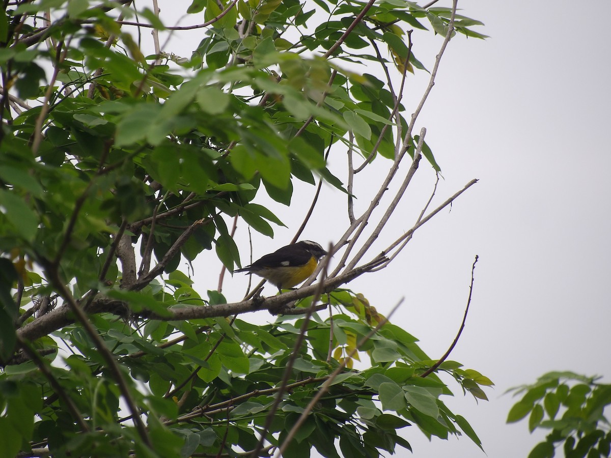 Bananaquit (Continental) - ML635334231