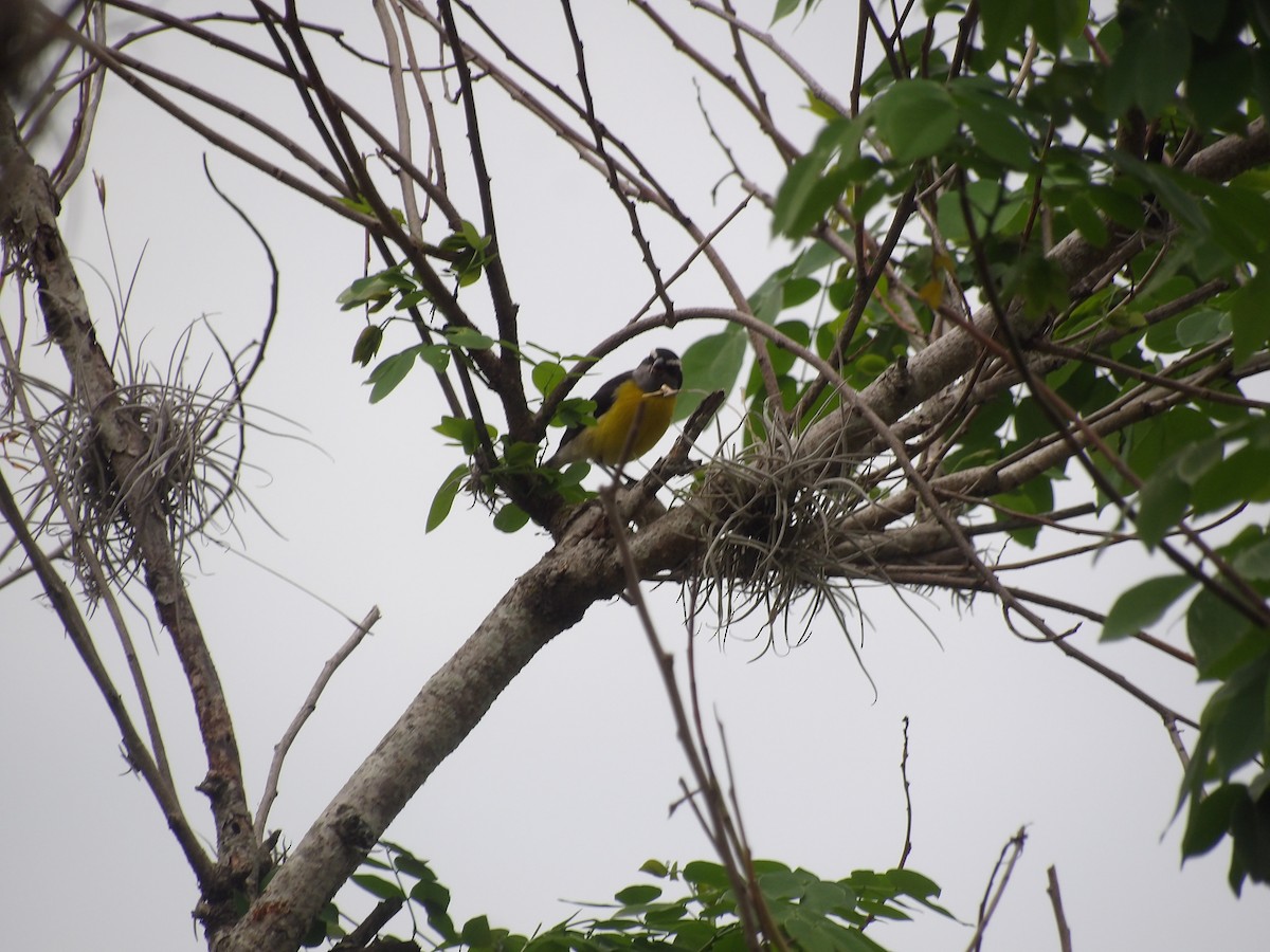 Bananaquit (Continental) - ML635334232