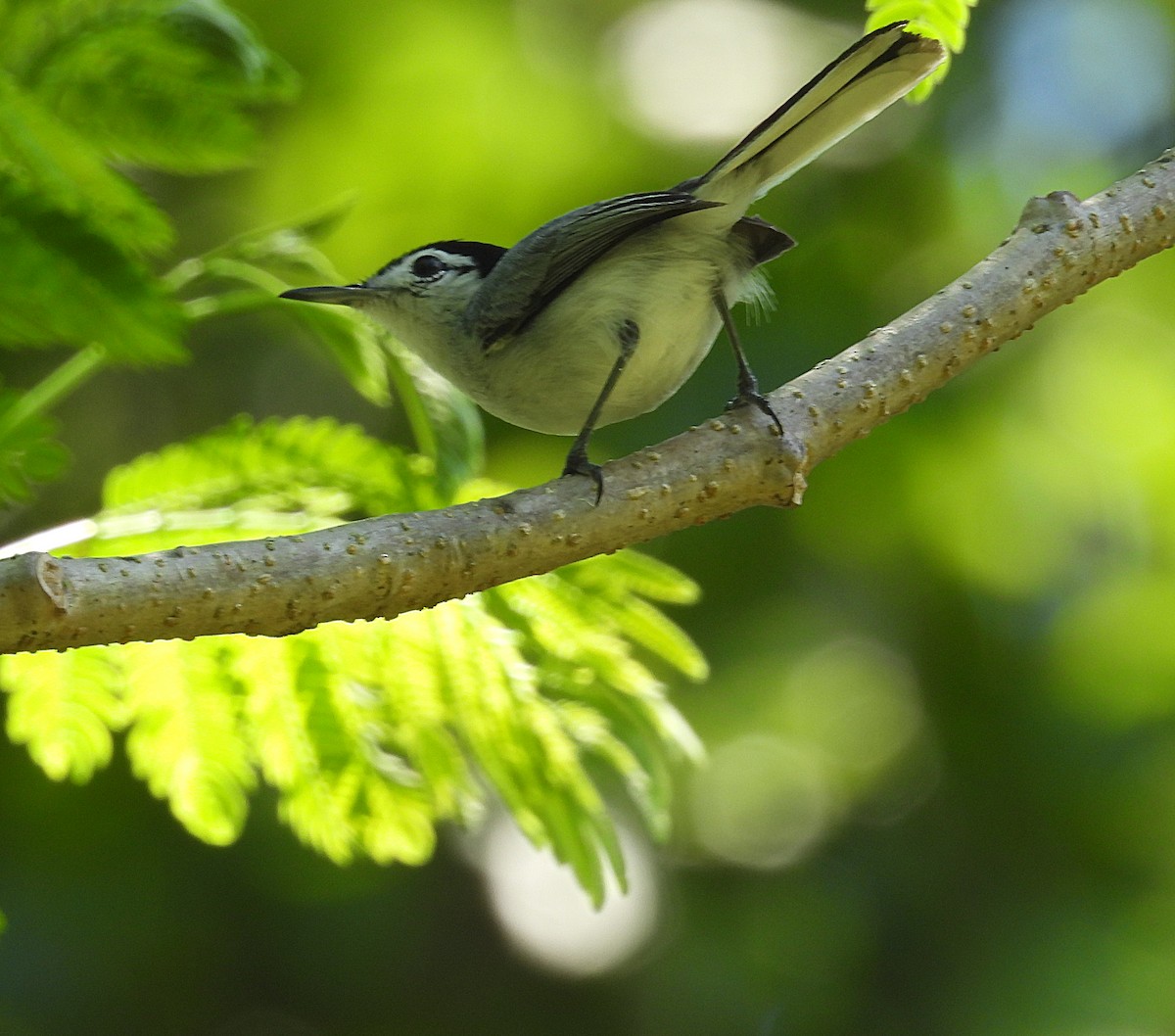 White-browed Gnatcatcher - ML635334240