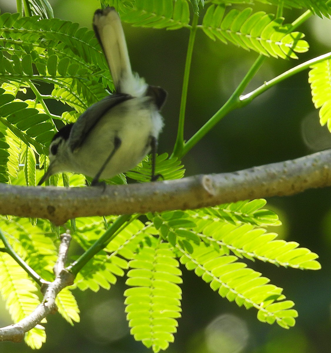 White-browed Gnatcatcher - ML635334241