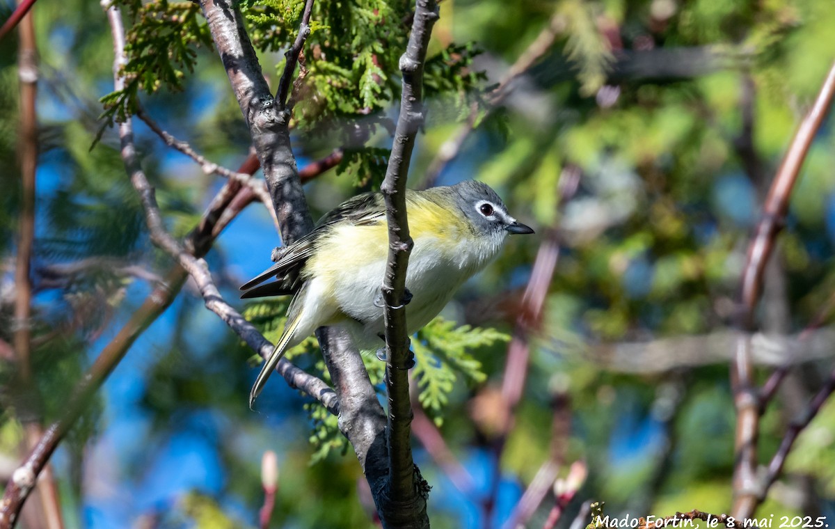 Blue-headed Vireo - ML635334259