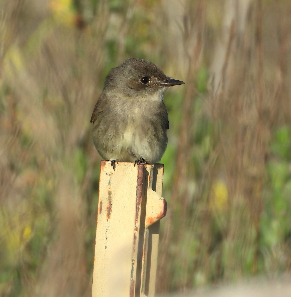 Western Wood-Pewee - ML635334322