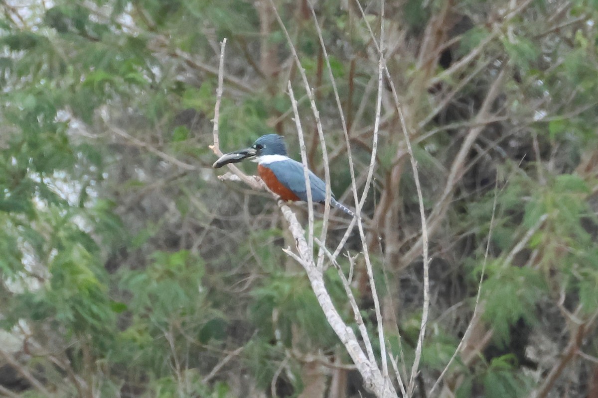 Ringed Kingfisher - ML635334367