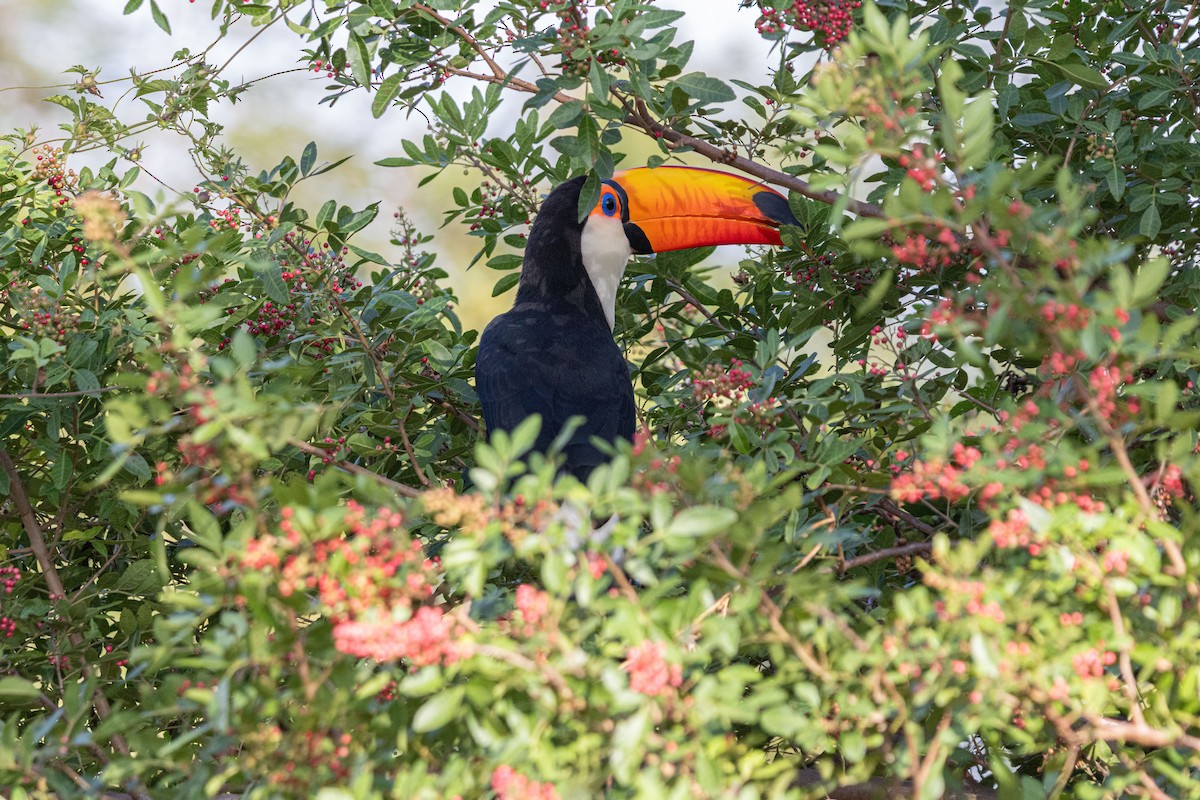 Toco Toucan - ML635334382